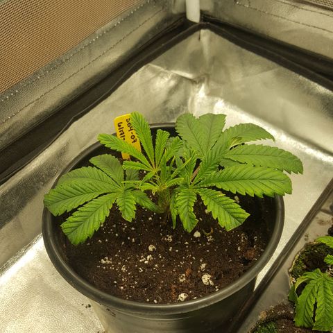 SB3.7 growlog timeline photo