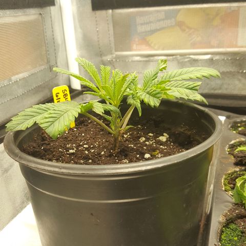 SB3.7 growlog timeline photo
