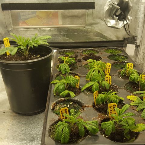 SB3.7 growlog timeline photo