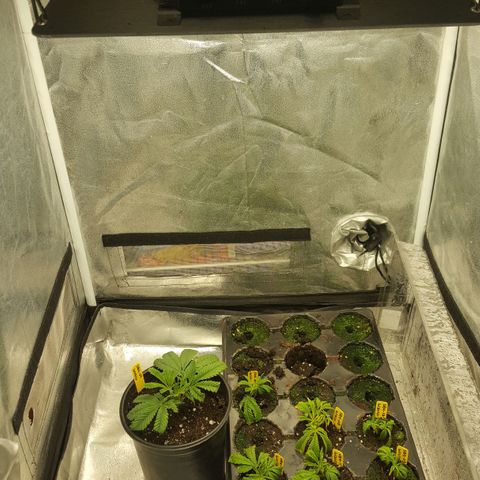 SB3.7 growlog timeline photo