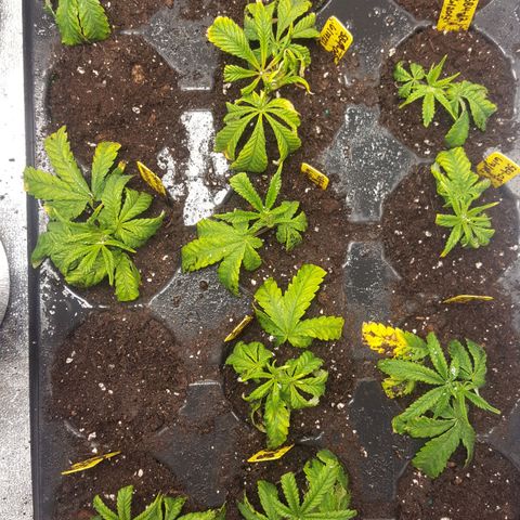 SB3.7 growlog timeline photo