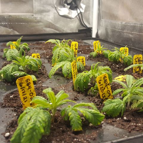 SB3.7 growlog timeline photo