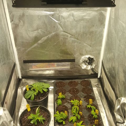 SB3.7 growlog timeline photo
