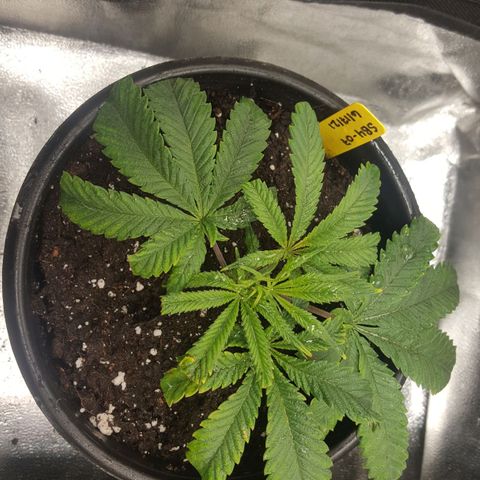 SB3.7 growlog timeline photo