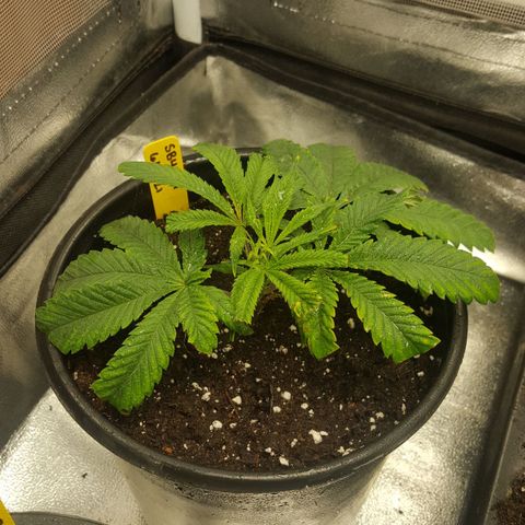 SB3.7 growlog timeline photo