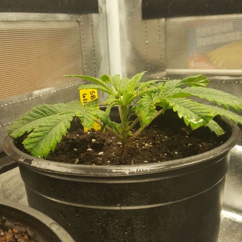 SB3.7 growlog timeline photo