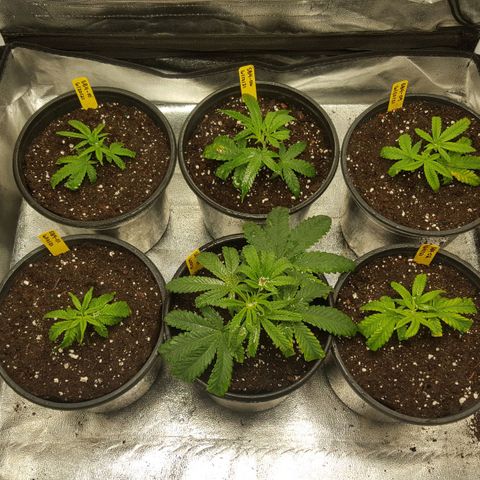 SB3.7 growlog timeline photo