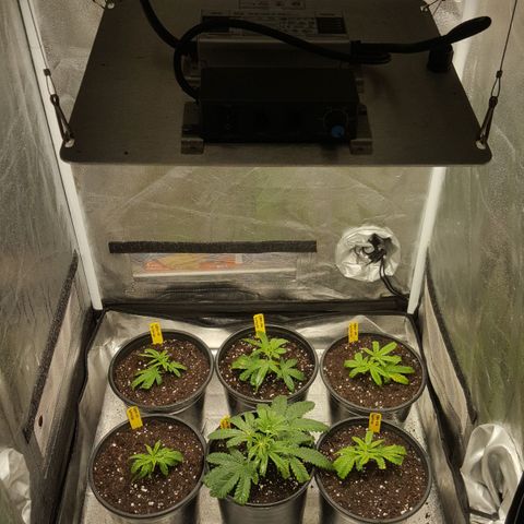 SB3.7 growlog timeline photo