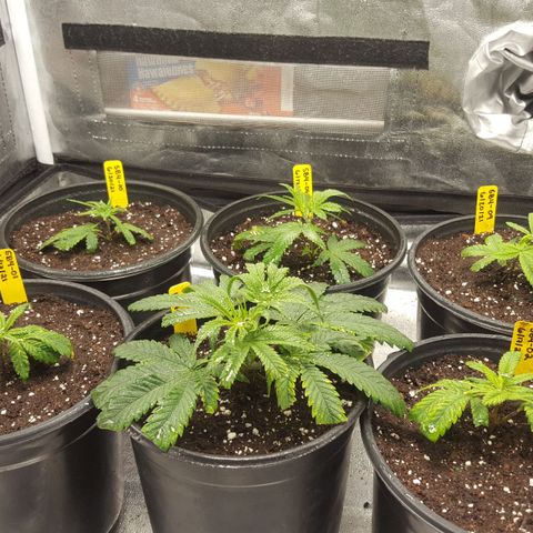 SB3.7 growlog timeline photo