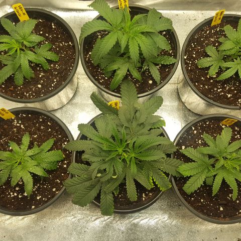 SB3.7 growlog timeline photo