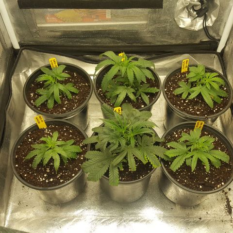 SB3.7 growlog timeline photo