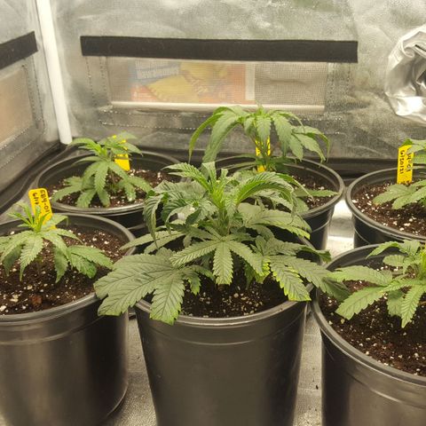 SB3.7 growlog timeline photo