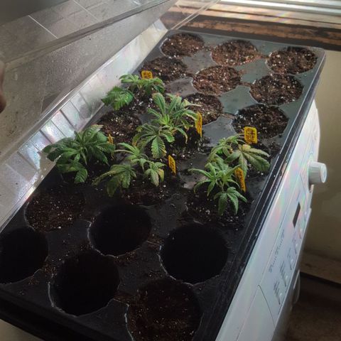 SB3.7 growlog timeline photo