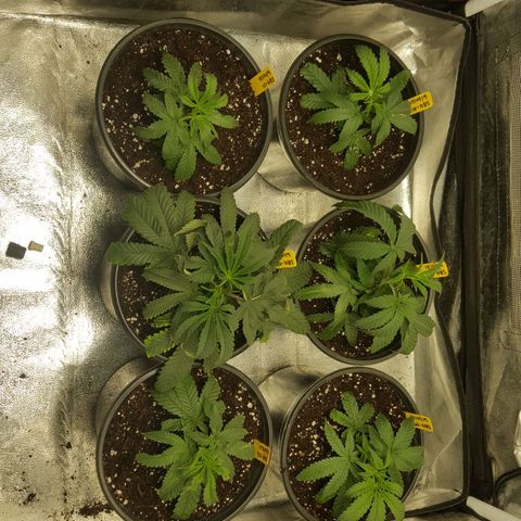 SB3.7 growlog timeline photo