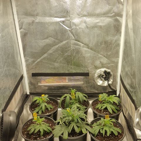 SB3.7 growlog timeline photo
