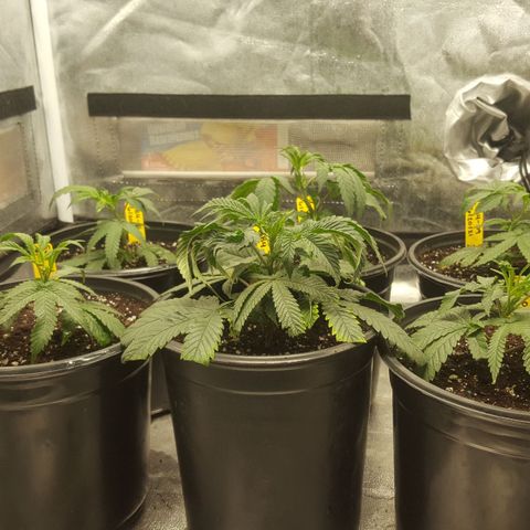 SB3.7 growlog timeline photo