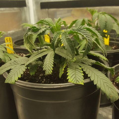 SB3.7 growlog timeline photo