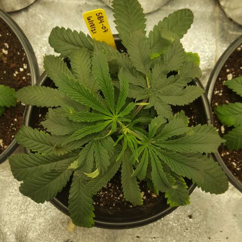 SB3.7 growlog timeline photo