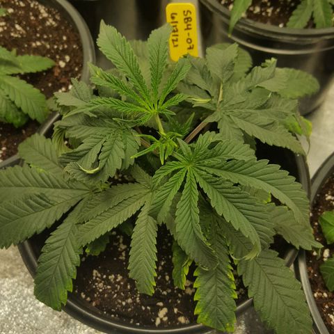 SB3.7 growlog timeline photo