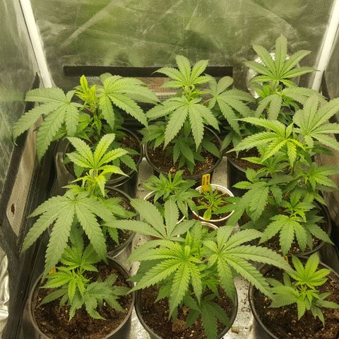 SB3.7 growlog timeline photo