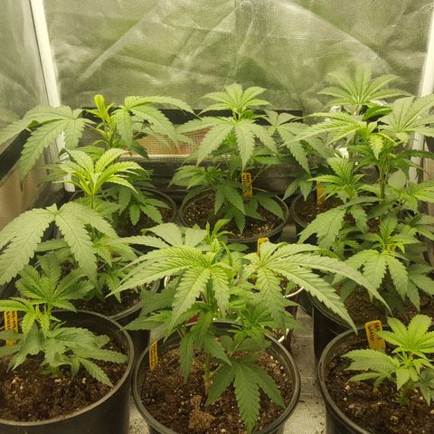 SB3.7 growlog timeline photo