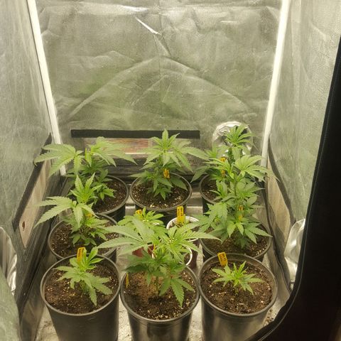 SB3.7 growlog timeline photo