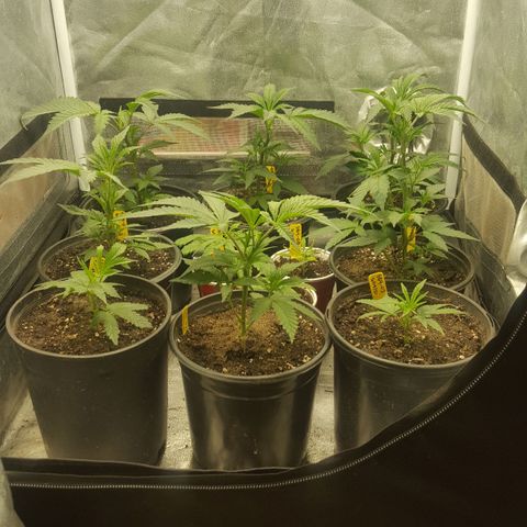 SB3.7 growlog timeline photo