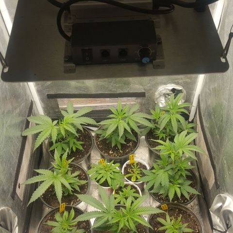 SB3.7 growlog timeline photo