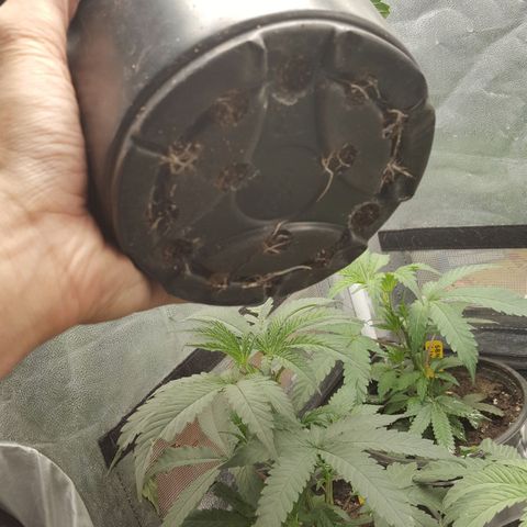 SB3.7 growlog timeline photo