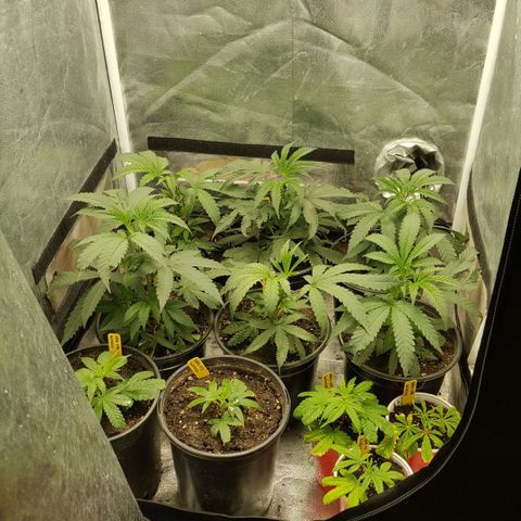 SB3.7 growlog timeline photo