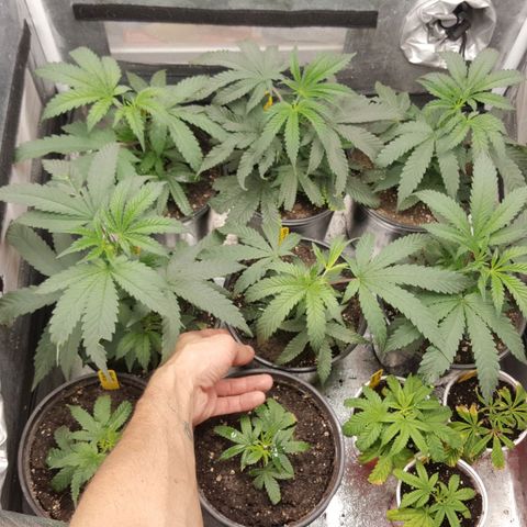 SB3.7 growlog timeline photo