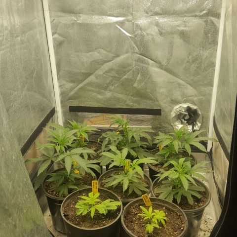 SB3.7 growlog timeline photo