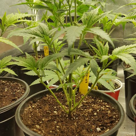 SB3.7 growlog timeline photo
