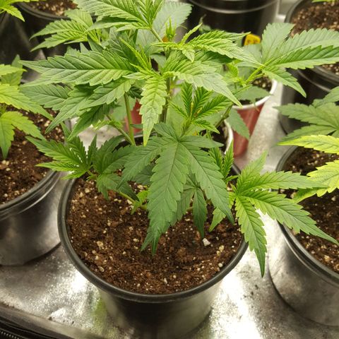 SB3.7 growlog timeline photo