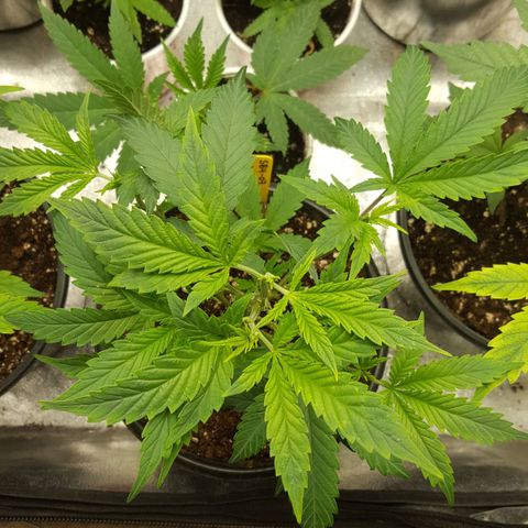 SB3.7 growlog timeline photo
