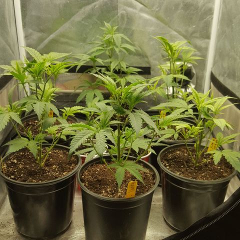 SB3.7 growlog timeline photo