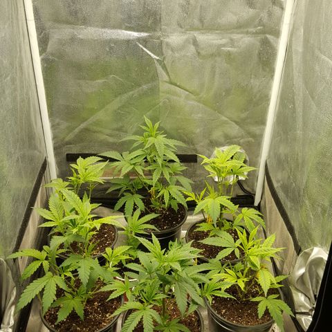 SB3.7 growlog timeline photo