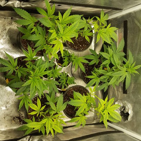 SB3.7 growlog timeline photo