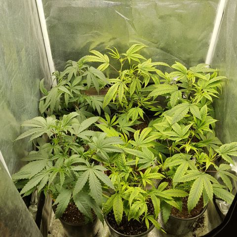 SB3.7 growlog timeline photo