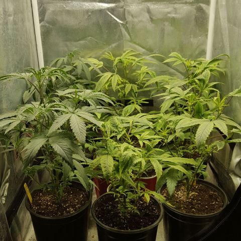 SB3.7 growlog timeline photo