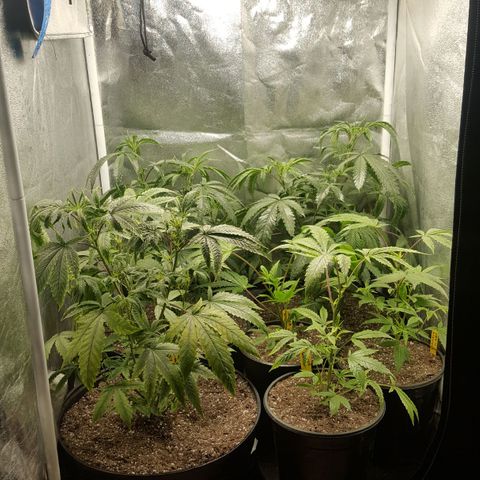 SB3.7 growlog timeline photo