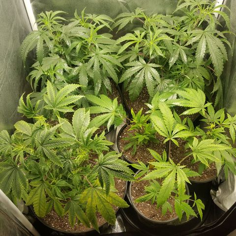 SB3.7 growlog timeline photo