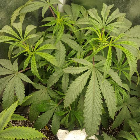 SB3.7 growlog timeline photo