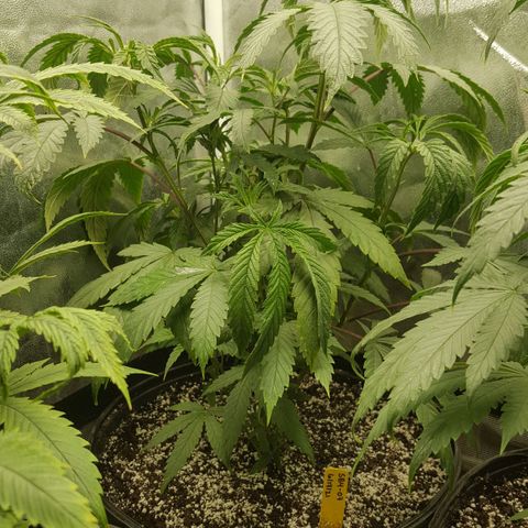 SB3.7 growlog timeline photo