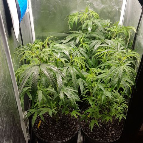 SB3.7 growlog timeline photo