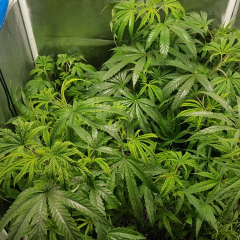 SB3.7 growlog timeline photo