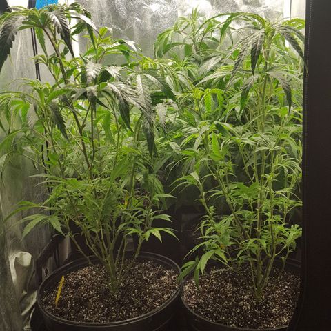 SB3.7 growlog timeline photo