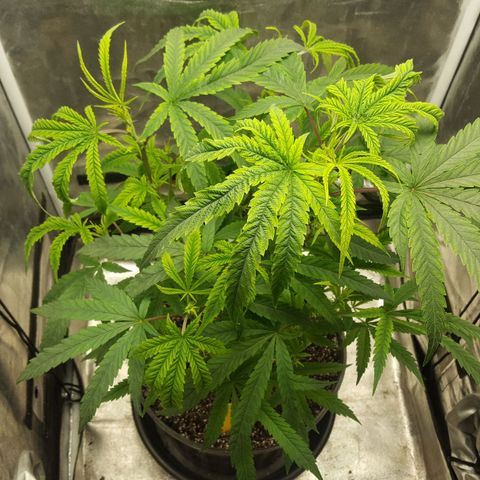 SB3.7 growlog timeline photo