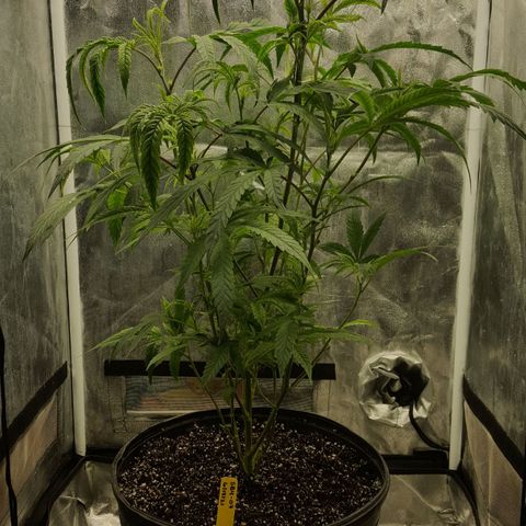 SB3.7 growlog timeline photo