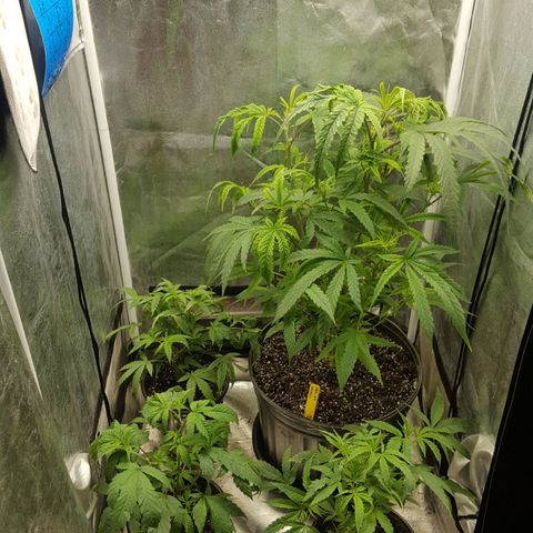 SB3.7 growlog photo: After moving things around